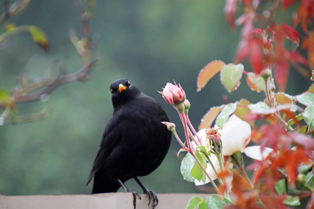 Amsel FederFlieger